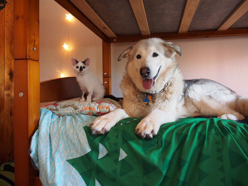 笑顔の犬