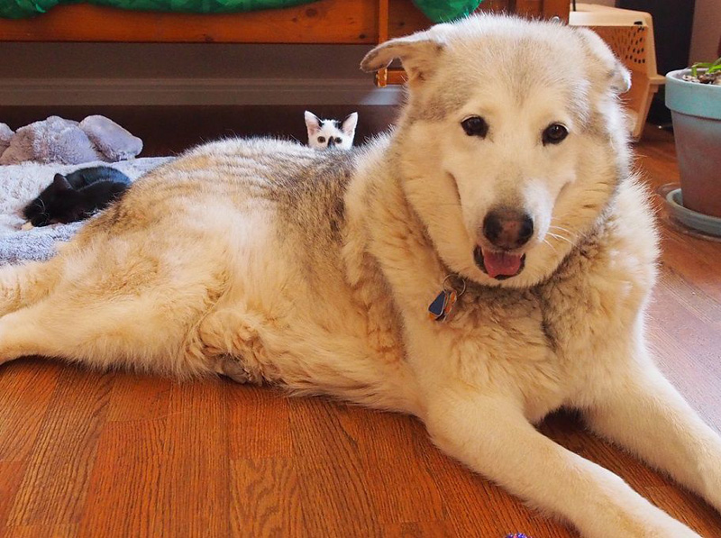 犬に隠れる子猫