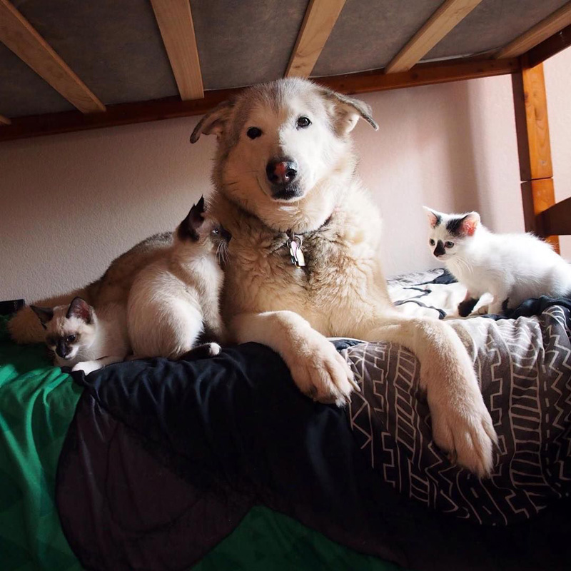 犬と一緒に過ごす子猫