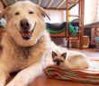 笑顔の犬と子猫