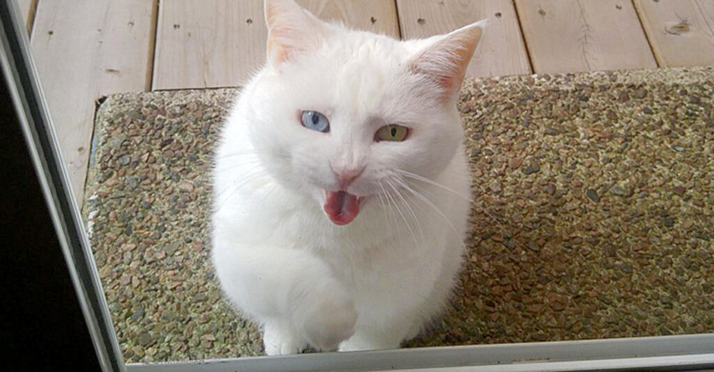 doornadenade_cat_title-