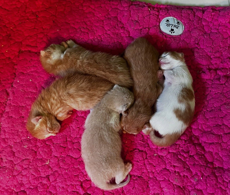 生まれたばかりの子猫達