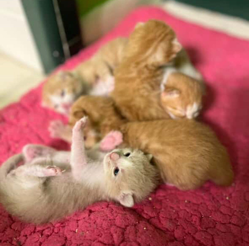 元気な子猫達