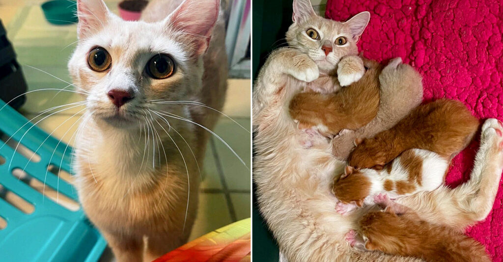玄関に現れて、子猫達を産み始めた猫。家に入った数分後、ここが安全な