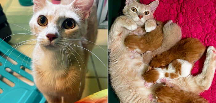 玄関で子猫達を産んだ猫