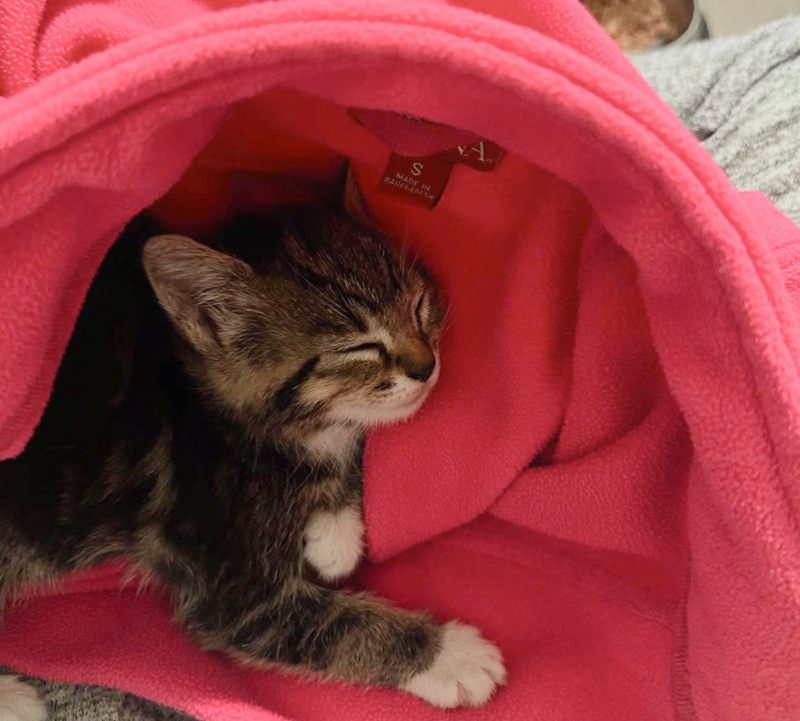 服の中で眠る子猫