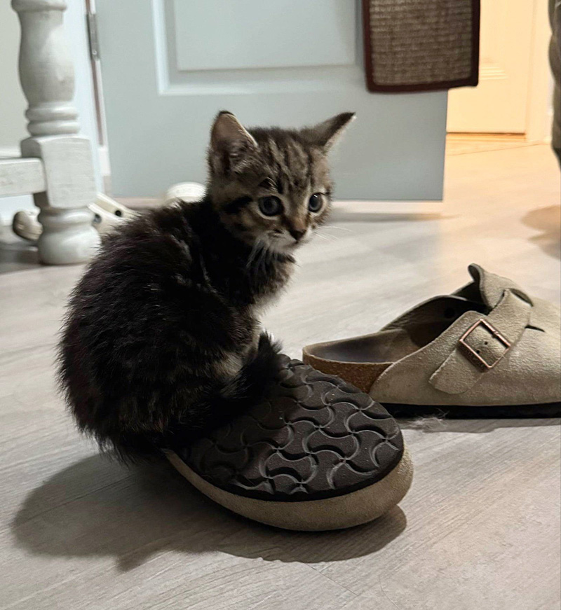 靴に入る子猫