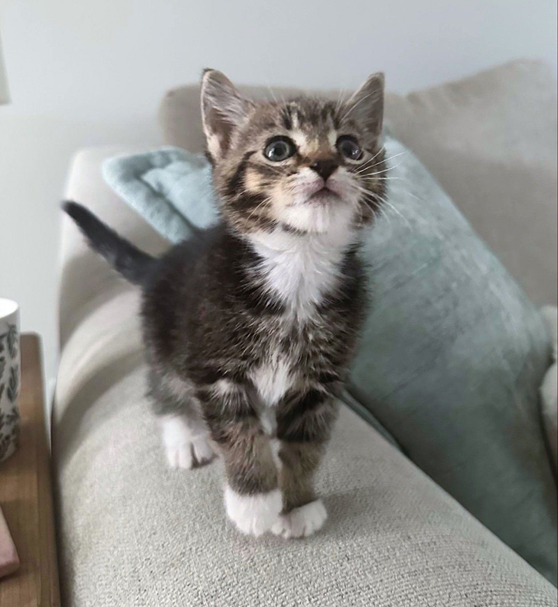ソファの上の子猫