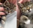ドライブスルーで保護された子猫