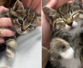 ドライブスルーに予想外の場所から突然現れた子猫。その瞬間から、家が無かった子猫の人生が永遠に変わる！