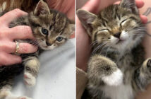 ドライブスルーで保護された子猫
