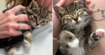 ドライブスルーに予想外の場所から突然現れた子猫。その瞬間から、家が無かった子猫の人生が永遠に変わる! ドライブスルーで保護された子猫