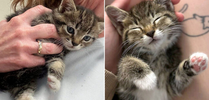 ドライブスルーに予想外の場所から突然現れた子猫。その瞬間から、家が無かった子猫の人生が永遠に変わる！