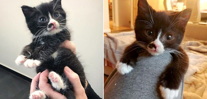 保護してもらえたのが嬉しかった子猫。助けてくれた女性から片時も離れられなくなって、どこへ行くにもいつも一緒！