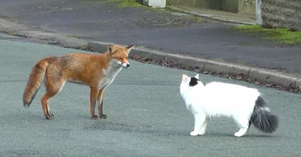 住宅街の路上で野生のキツネと猫がバッタリ遭遇！ お互いに威嚇し合う