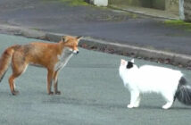 キツネと猫