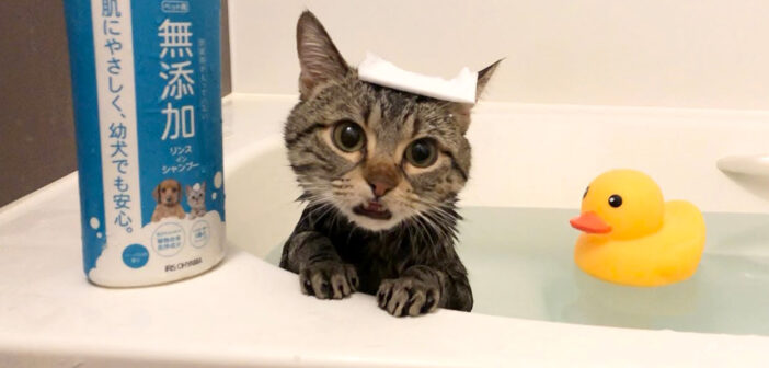 お風呂に入る猫