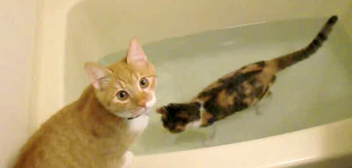 お風呂を楽しむ猫