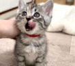 ごちそうさまの報告に来た子猫
