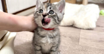 ごちそうさまの報告に来た子猫