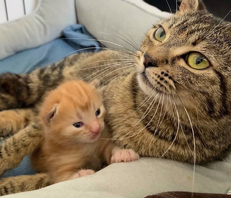 保護された猫の親子