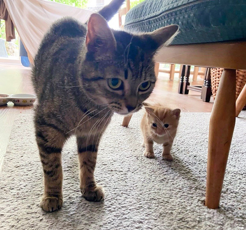 母猫について行く子猫