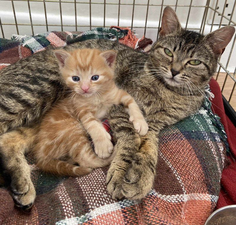 母猫に寄り添う子猫