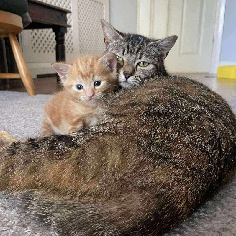 寄り添う猫の親子