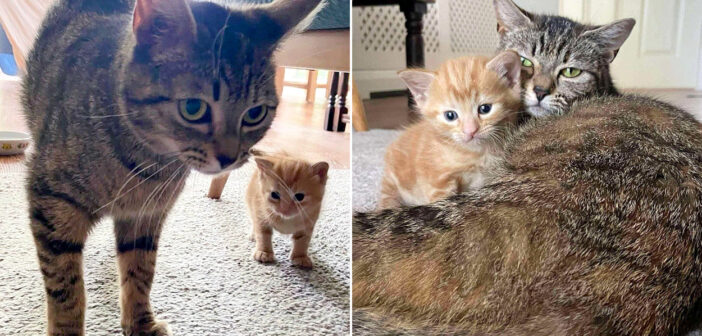 仲良しな猫の親子