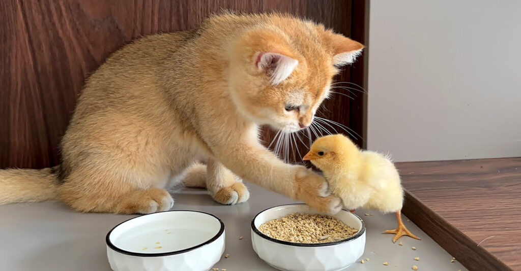 ヒヨコを自宅に連れて帰って育てる子猫。ヒヨコに食事のマナーを教える