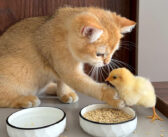 ヒヨコを自宅に連れて帰って育てる子猫。ヒヨコに食事のマナーを教える姿がとっても可愛かった (*´ω｀*)♡