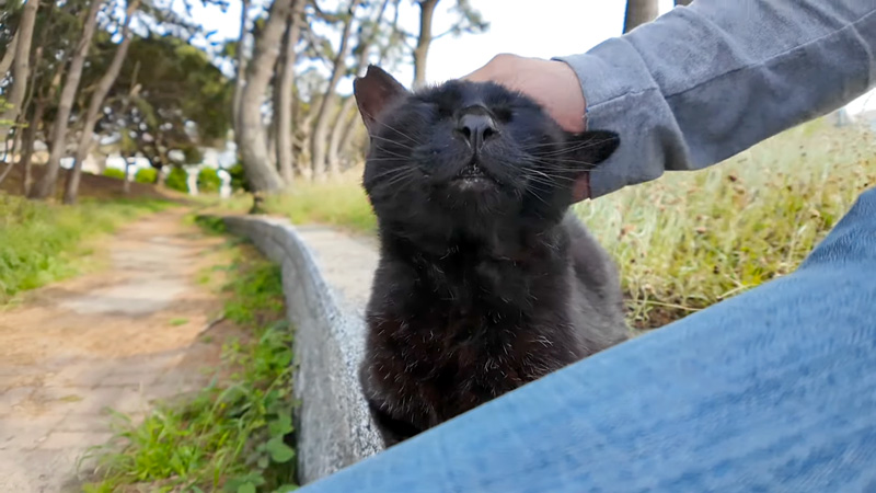 ナデナデされる猫
