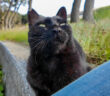 石段に座っていた猫