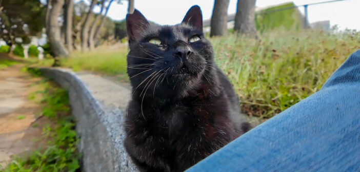 石段の上に黒猫が座っていたので隣に座ると擦り寄ってきた♪ 甘えたい気持ちが止まらない様子が可愛すぎる ( *´艸｀)♡