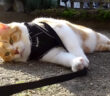 帰りたくない猫
