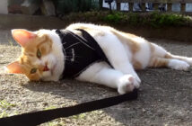 帰りたくない猫