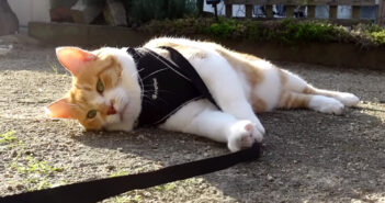 帰りたくない猫