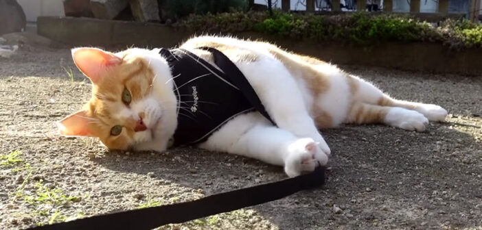 帰りたくない猫