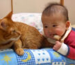赤ちゃんにシッポを噛まれた猫