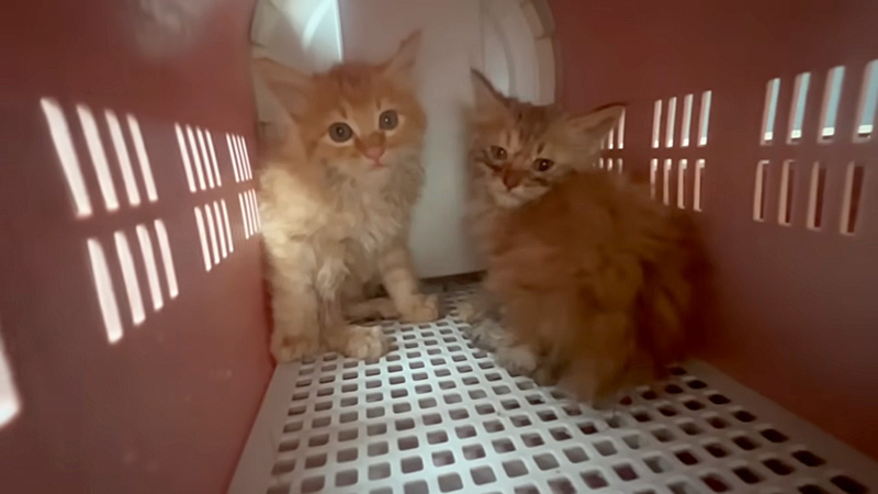 物陰に隠れる子猫達