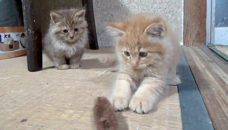 オモチャで遊ぶ子猫達