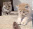 オモチャで遊ぶ子猫達