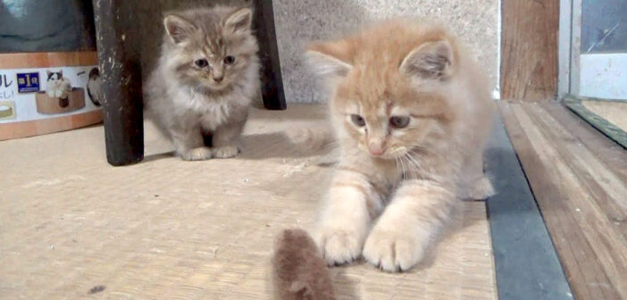 川で救助された子猫の兄弟。1日で大きく変わって、無邪気に遊び回って甘える姿に心がポカポカ温まる (*´ｪ｀*)