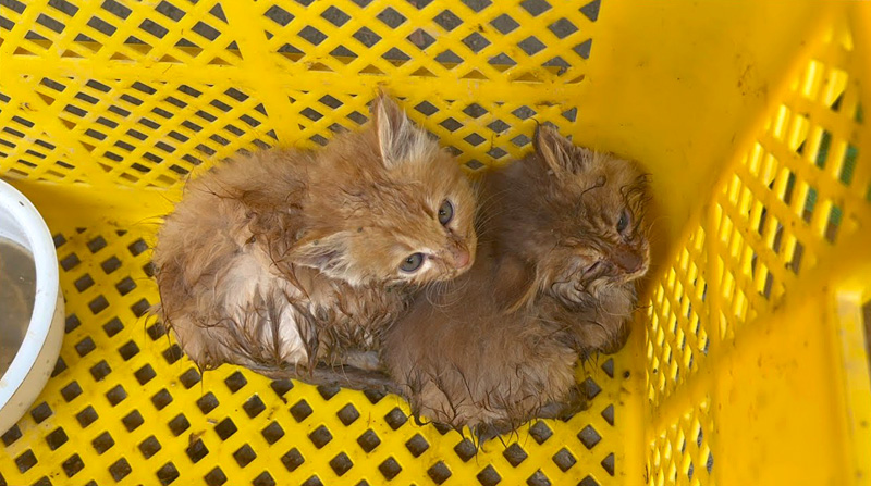 川から救助された子猫達