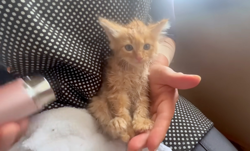 お風呂で綺麗になった子猫