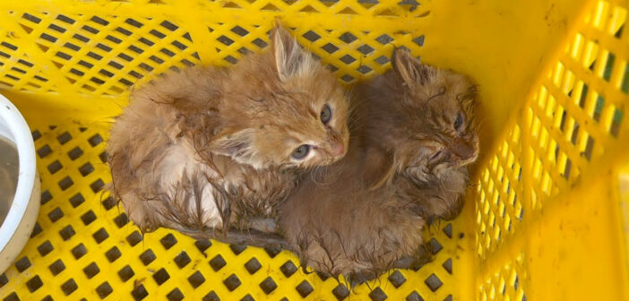 川で救助された震える子猫の兄弟。最初は強く警戒していた子猫達が、安全な家の中で徐々に変わっていく姿にホッとする