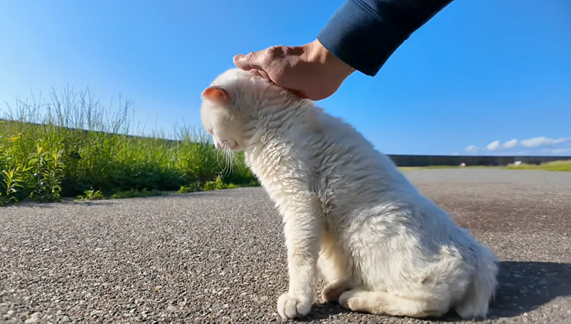 ナデナデさせてくれた猫