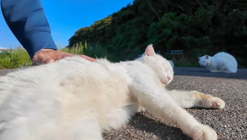 無防備な姿でナデナデされる猫