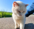 ナデナデさせてくれた猫