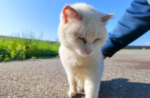 ナデナデさせてくれた猫